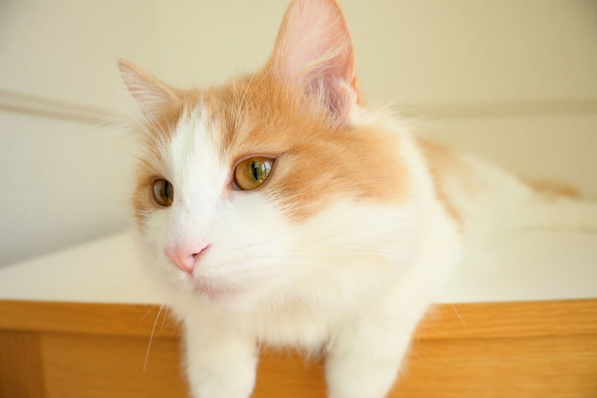 TAMRON 18-300mm F3.5-6.3 (Model B061)　Focal length: 18mm　Exposure: F4.5　Shutter Speed: 1/250sec　ISO: 800