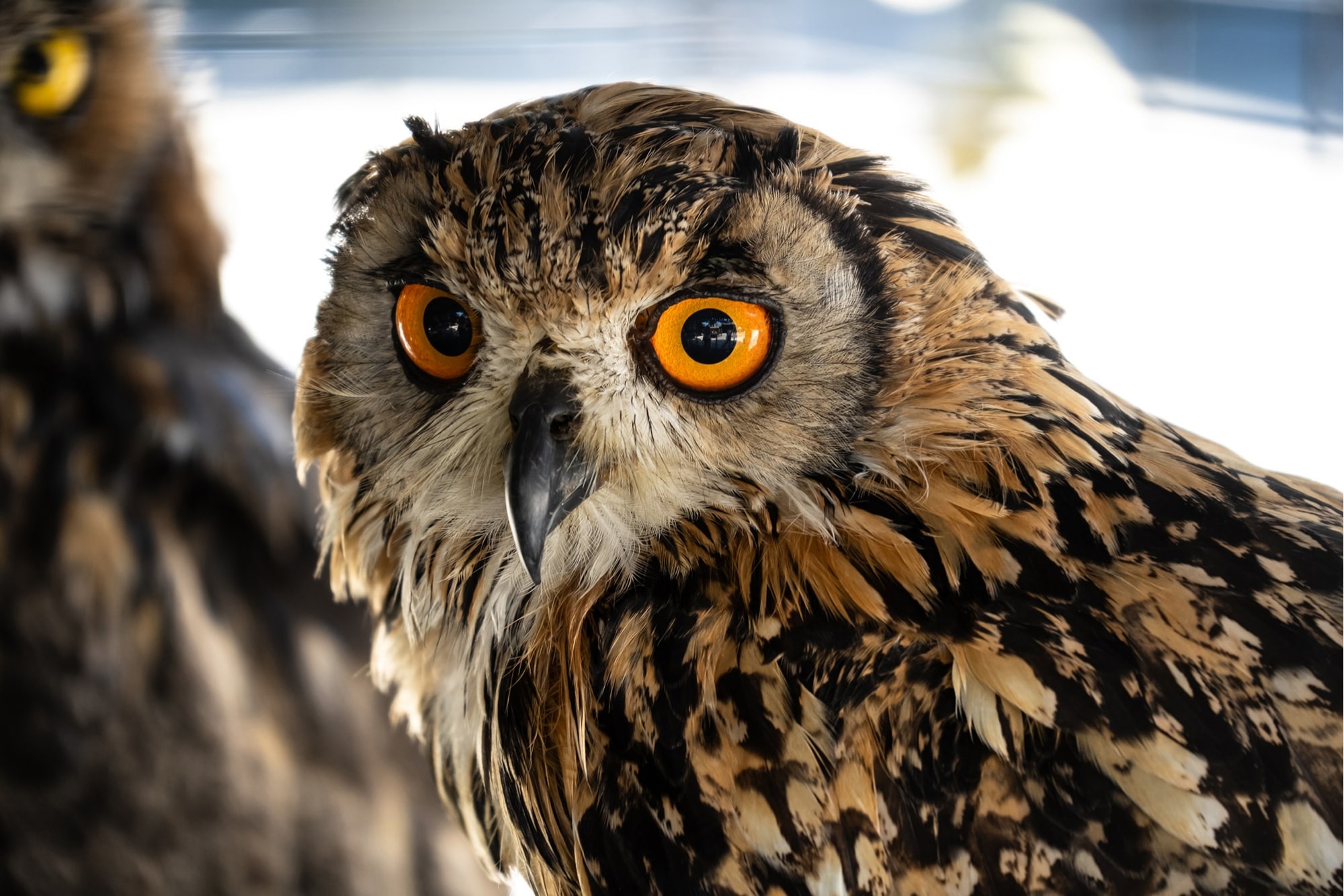 TAMRON28-300mm F4-7.1 (Model A074)　Focal length: 300mm　Exposure: F7.1　Shutter Speed: 1/60sec　ISO: 800