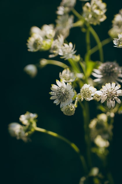 아티스틱 사진 5