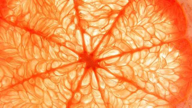  Excellent Close-up Shooting 