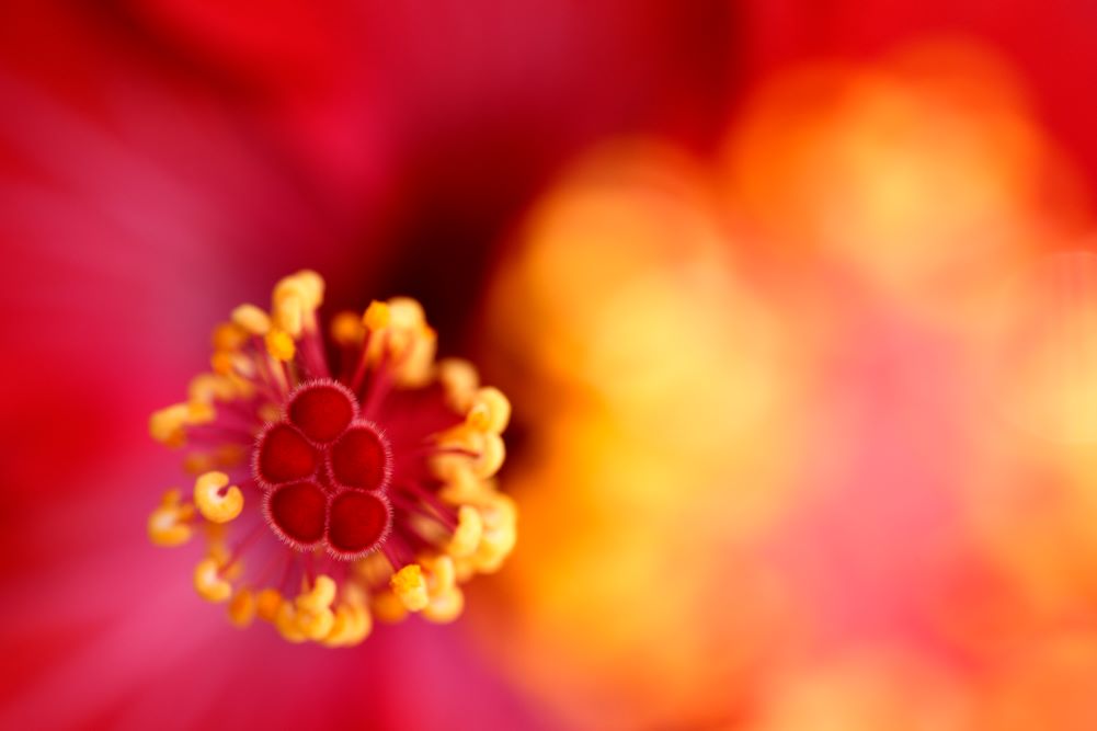  Photo taken by TAMRON Fixed Focal lens