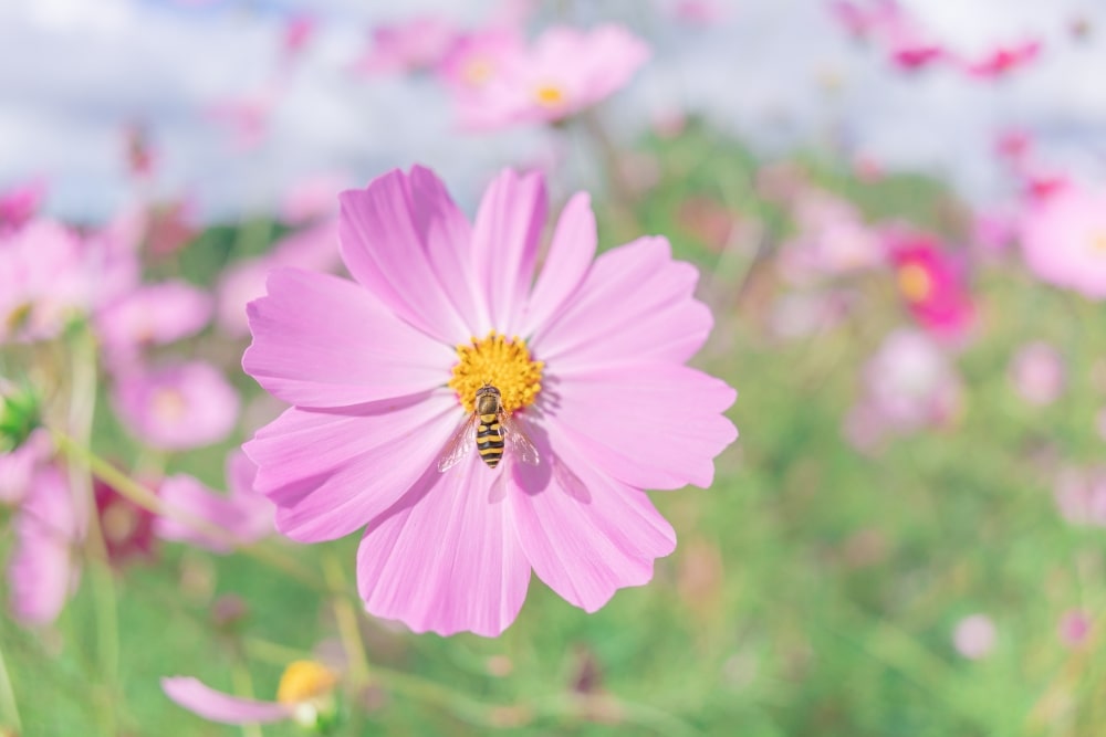 TAMRON 20mm F2.8 (Model F050)　초점거리: 20mm　조리개: F2.8　셔터스피드: 1/1600초　ISO: 100