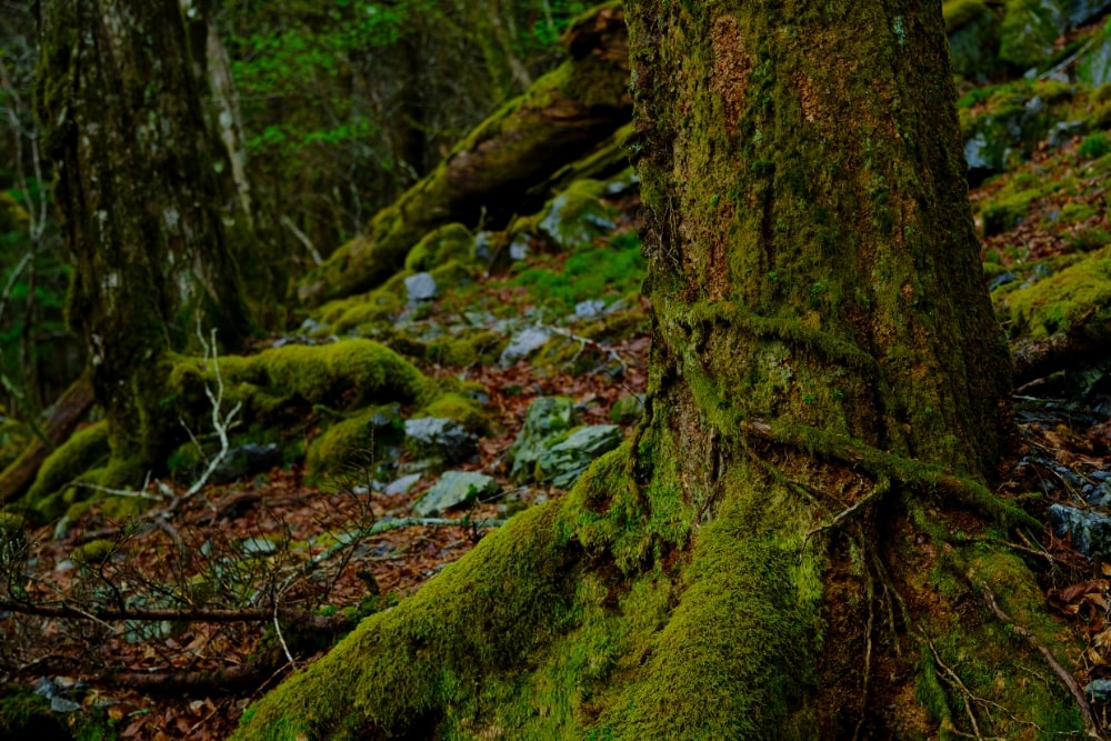 TAMRON 17-70mm F2.8 (Model B070)　초점거리: 35mm　조리개: F2.8　셔터스피드: 1/240초　ISO: 400