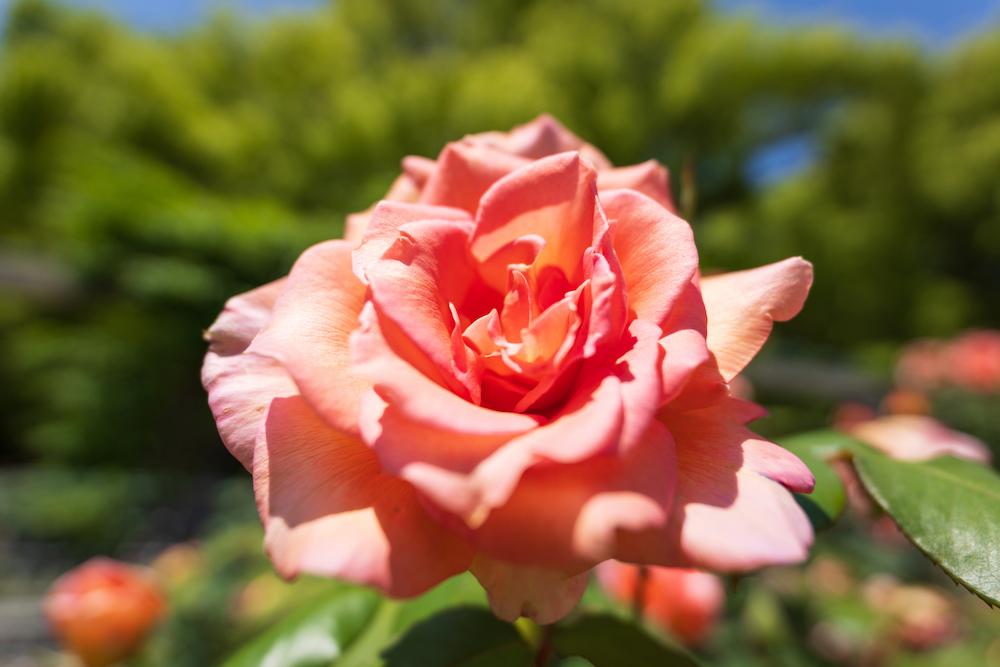 TAMRON 16-30mm F2.8 G2 (Model A064)　초점거리：16mm　조리개：F2.8　셔터 속도：1/3200초　ISO：100