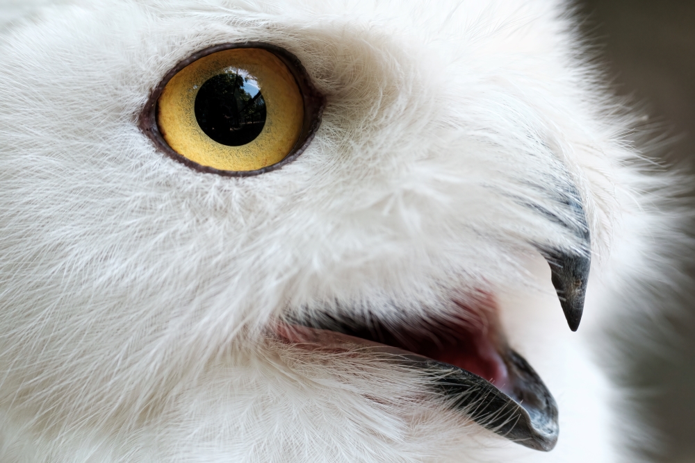 TAMRON 초망원 줌 렌즈로 촬영한 사진