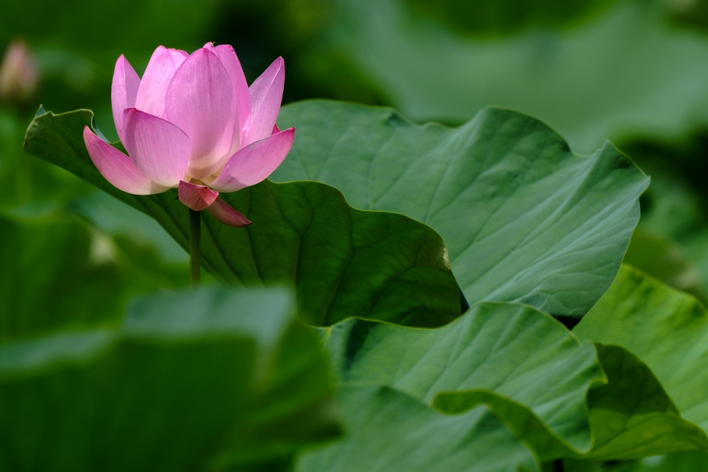 TAMRON 초망원 줌 렌즈로 촬영한 사진